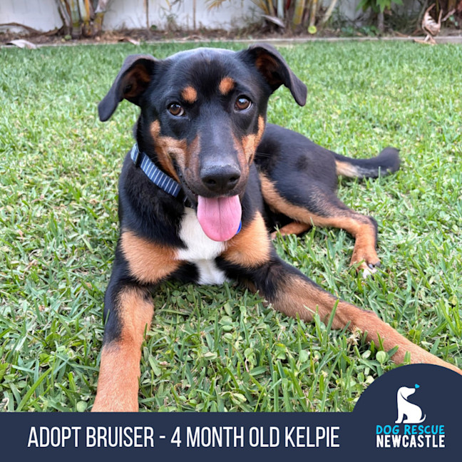 Photo of Bruiser   4 Month Old Kelpie