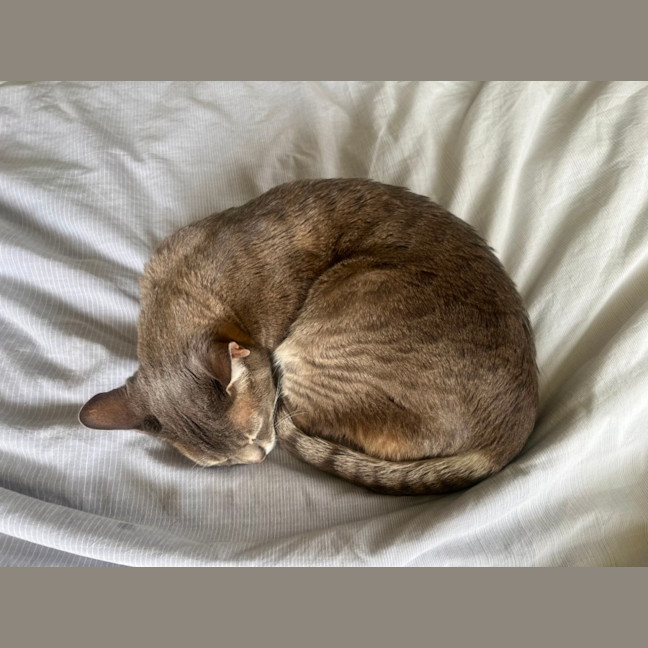 Photo of Basil