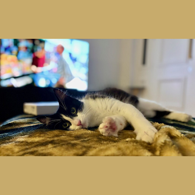 Photo of Poppet 