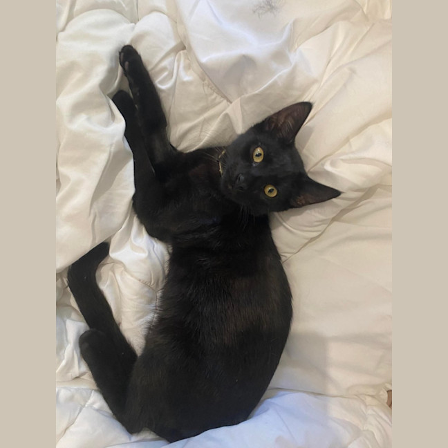 Photo of Panther 