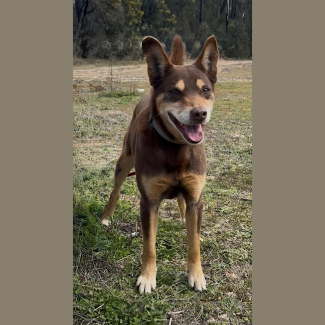 Photo of Rusty