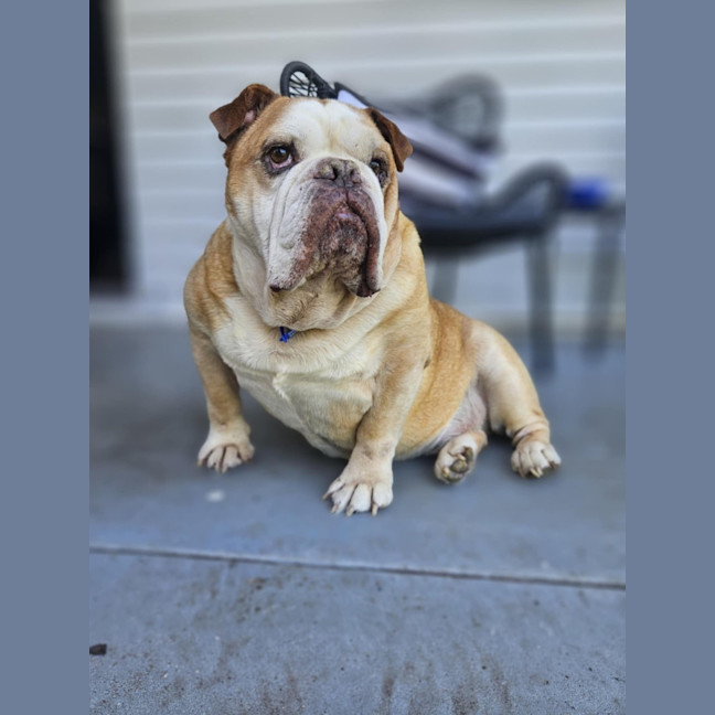 Photo of Roscoe   10 Year Old Bulldog (Trial 21/3)