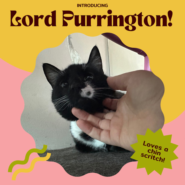 Photo of Lord Purrington 🙌🔥