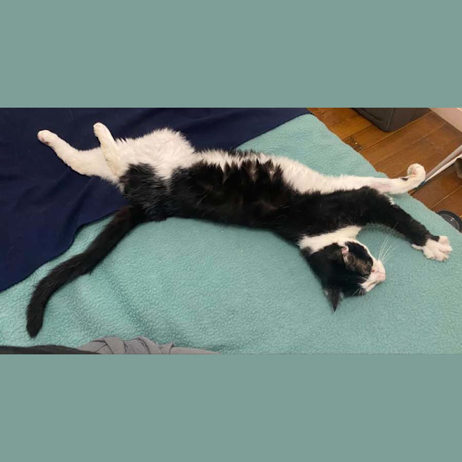 Photo of Poe *9 Lives Project Rescue*