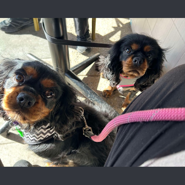 Photo of Lady Baltimore 