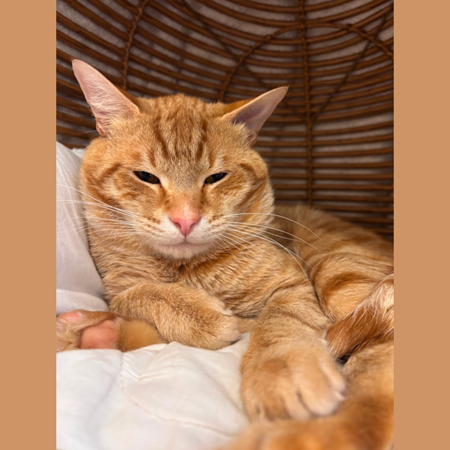 Photo of Myki