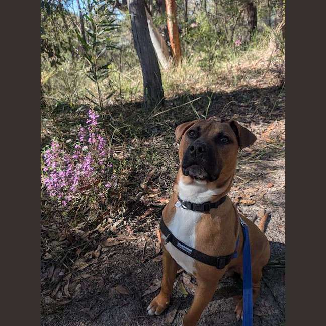 Photo of Bruno