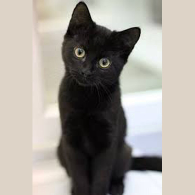 Photo of 🐾 Nelson 🐾