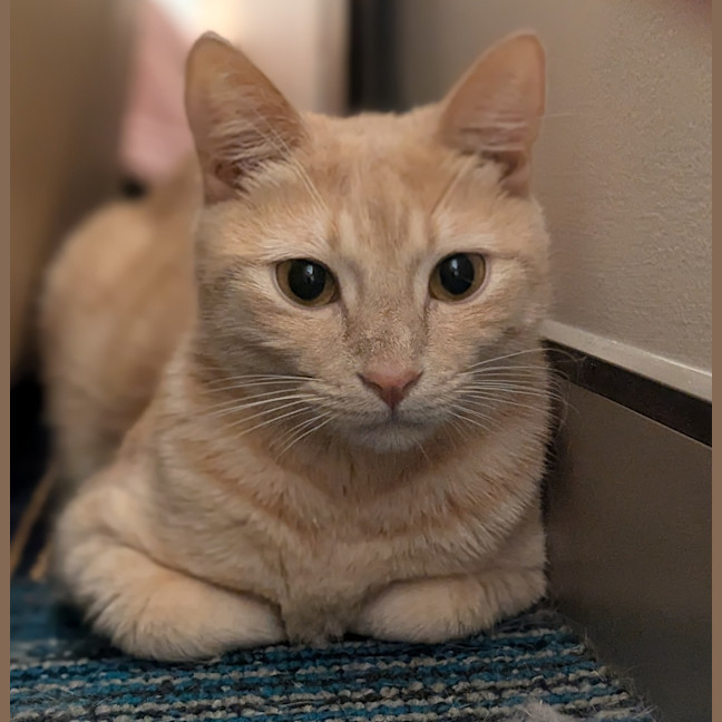 Photo of Winston