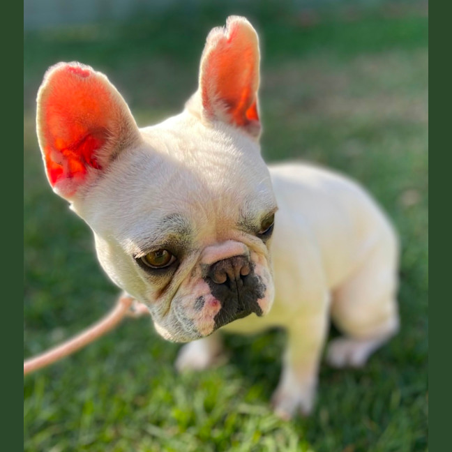 Photo of Millie 