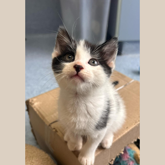 Photo of Zorks   In Foster Care In Ashburton
