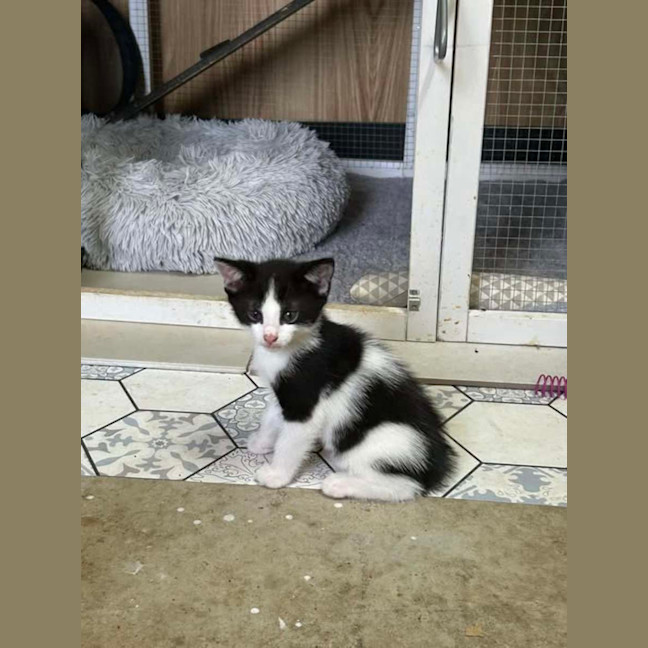 Photo of Mellon Tail 