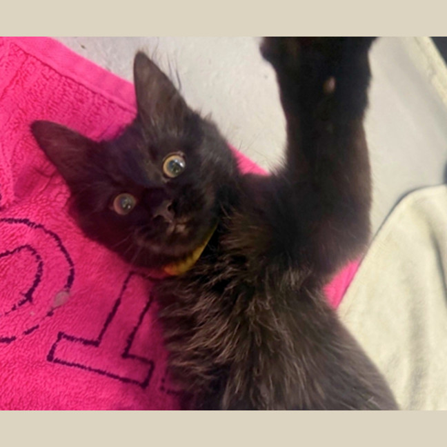 Photo of Luna