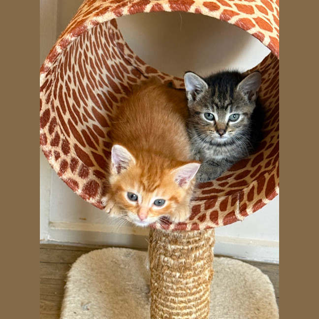 Photo of Primrose Meet Me At Petstock Keysborough