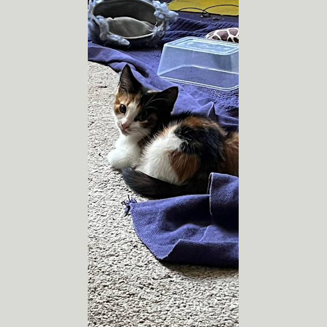 Photo of Jelly Bean