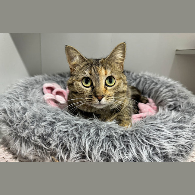 Photo of Poppie