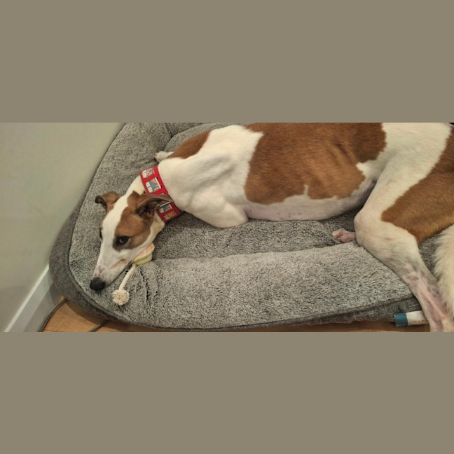 Photo of Banjo, The Greyhound