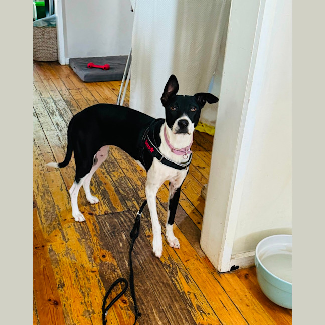 Photo of Sockie