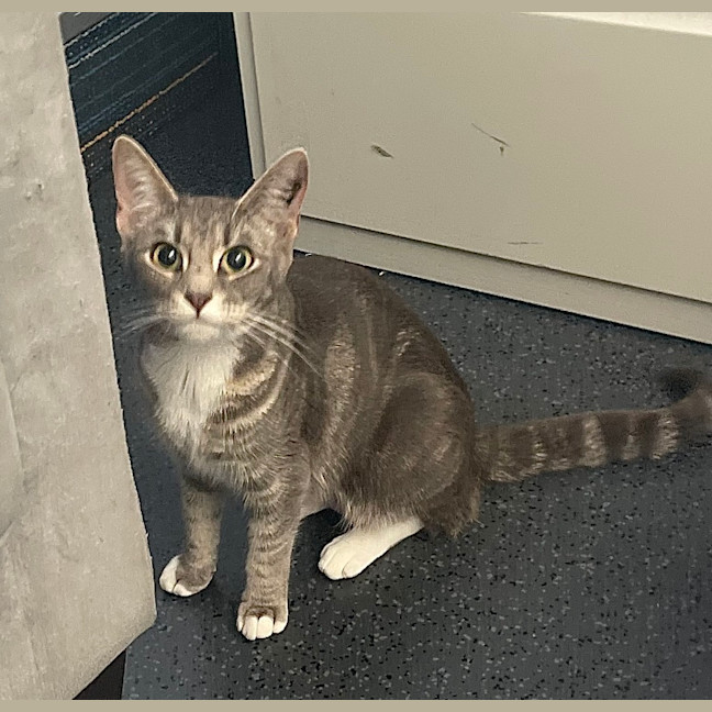 Photo of Willow