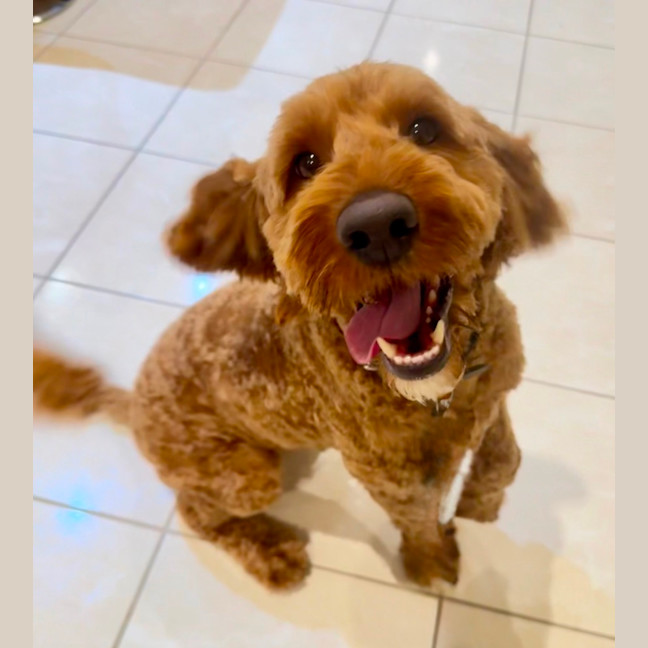 Photo of Rusty
