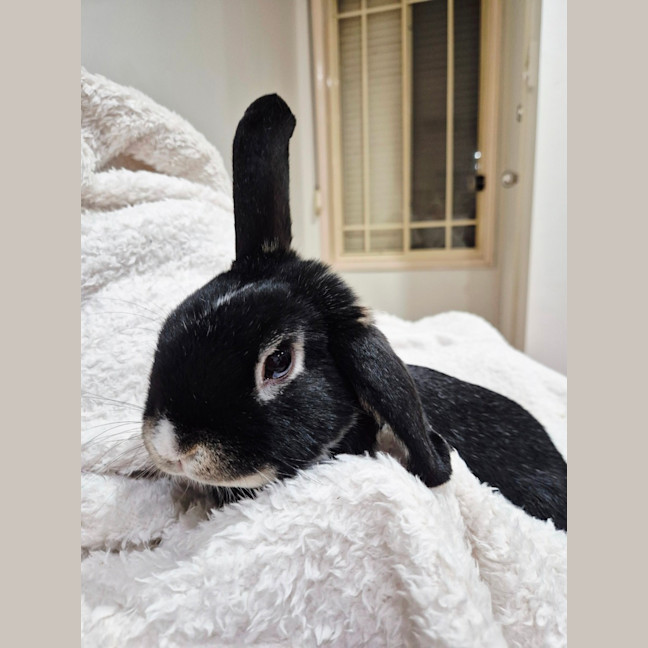 Photo of Pepper
