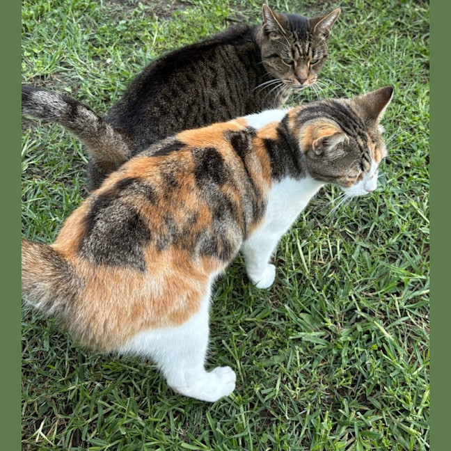 Photo of Artemis 