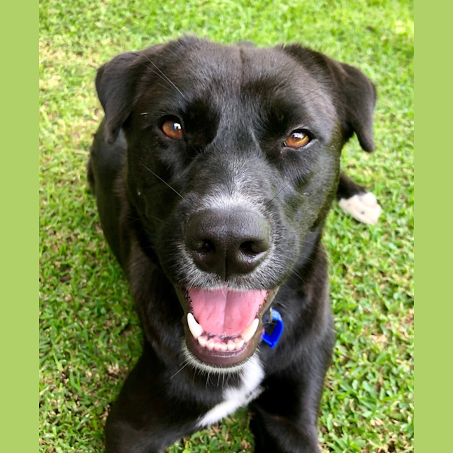 Photo of Mochi   1 Year Old Labrador Kelpie X