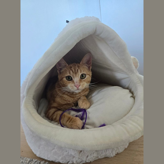 Photo of Ember (Previously Miss Pinky)