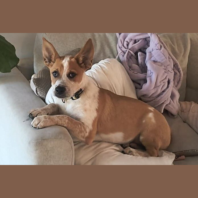 Photo of Rusty