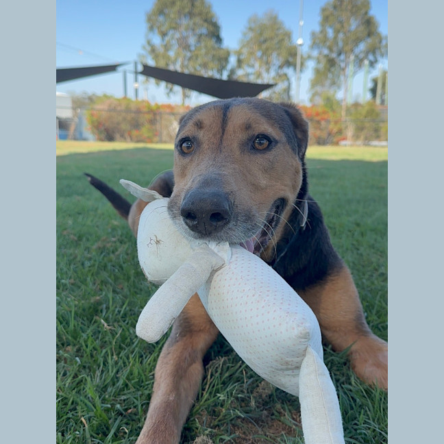 Photo of Ruby