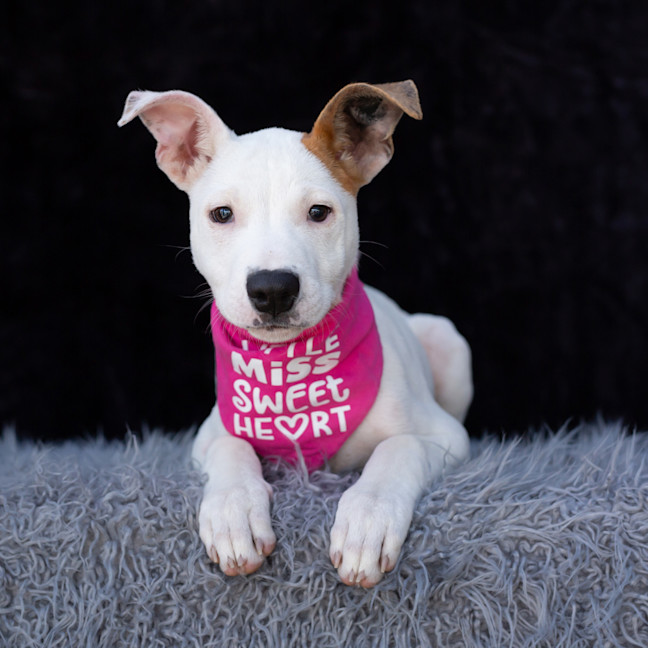Photo of Harley