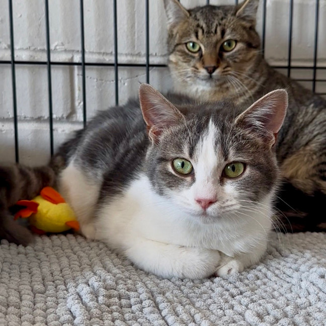 Photo of Tulip