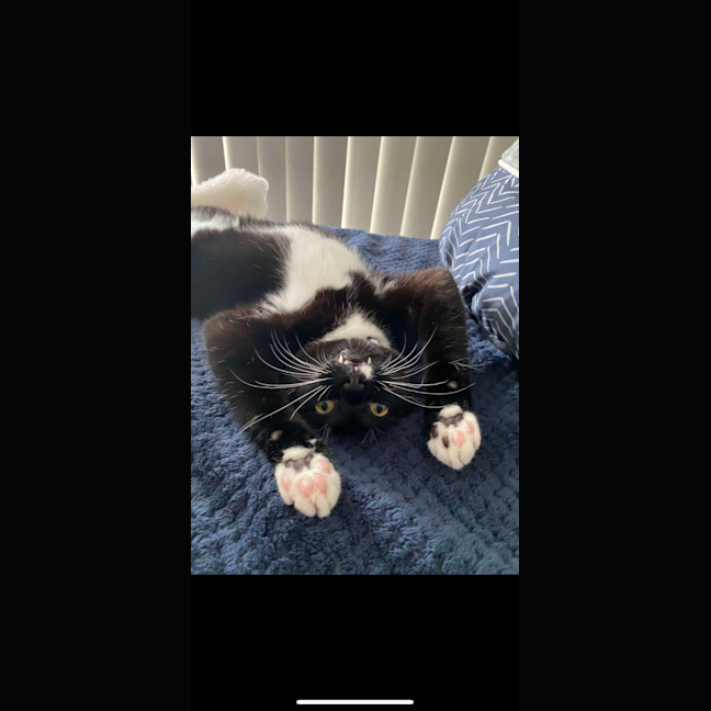 Photo of Binx