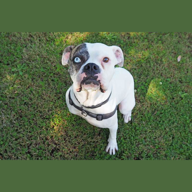 Photo of Gypsy