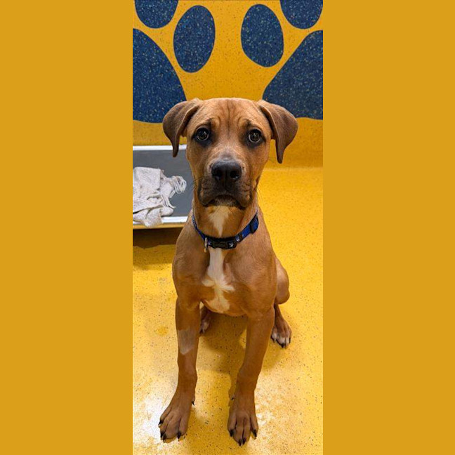 Photo of Cookie