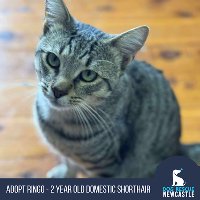 Photo of Ringo   2 Year Old Domestic Shorthair