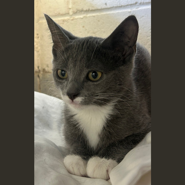 Photo of Maple