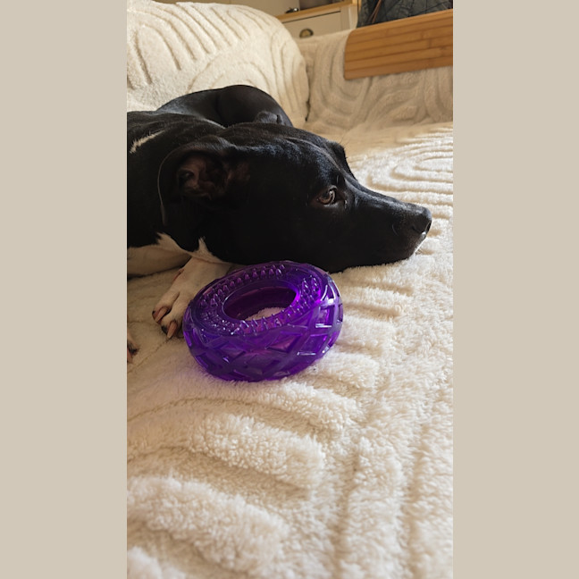 Photo of Bronson   Valentines Day Special 