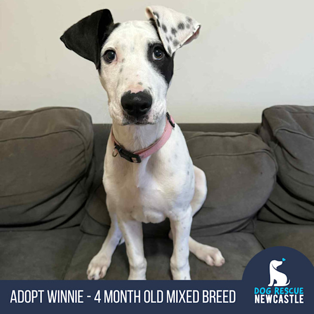 Photo of Winnie   4 Month Old Mixed Breed