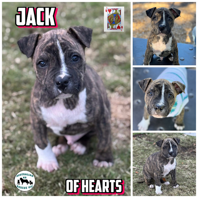 Photo of Jack Of Hearts 