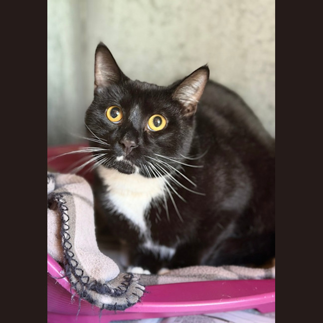 Photo of Milo