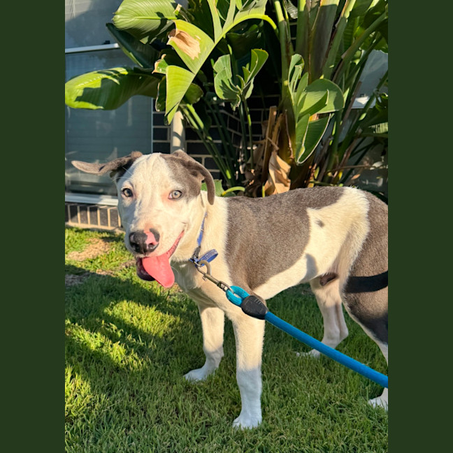 Photo of Hex   5 Month Old Mastiff X