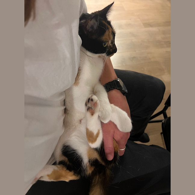 Photo of Tsuki   7 Month Old Domestic Short Hair