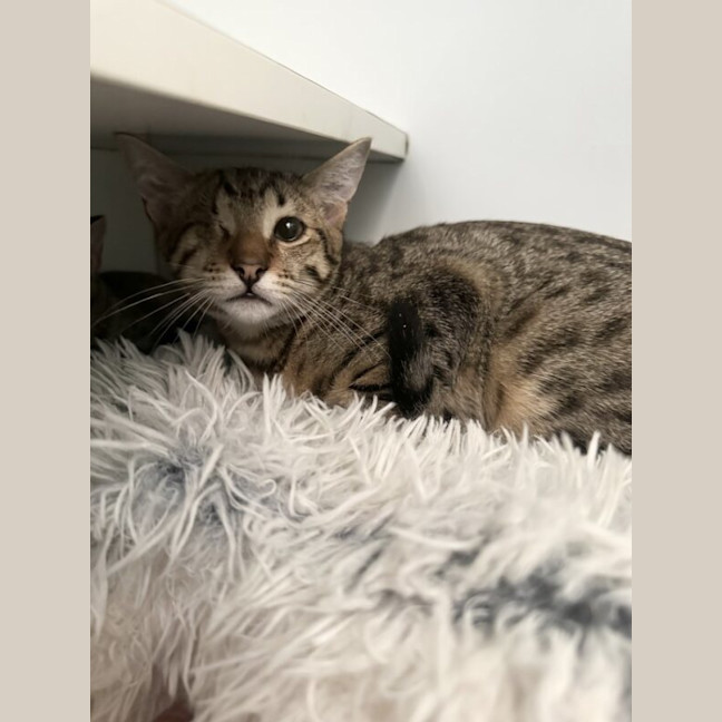 Photo of Potato