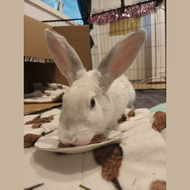 Photo of Pavlova