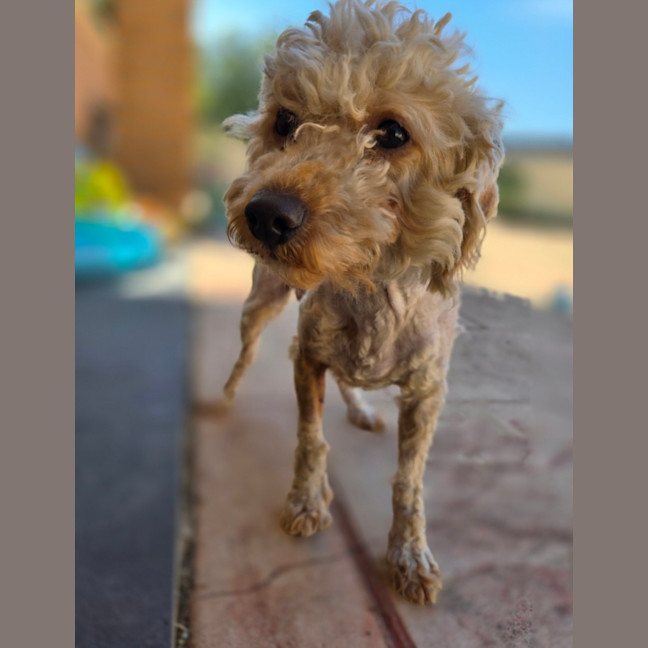 Photo of Sully