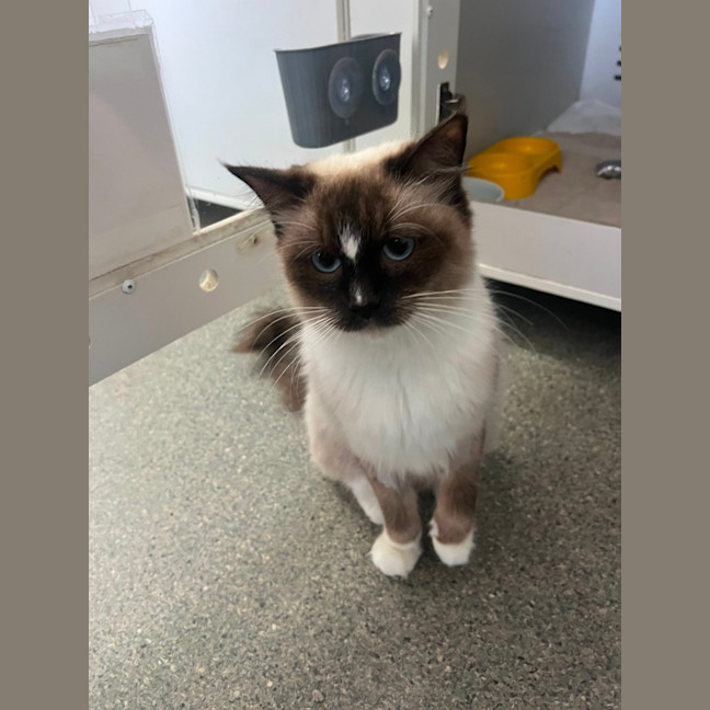 Photo of Neapolitan  Meet Me At Petstock Birkenhead Point