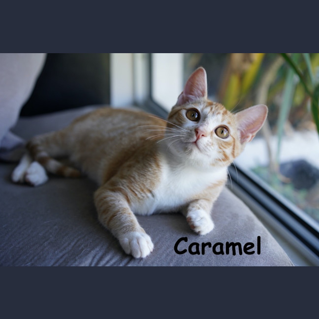 Photo of Caramel