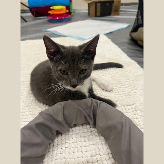 Photo of Fudge