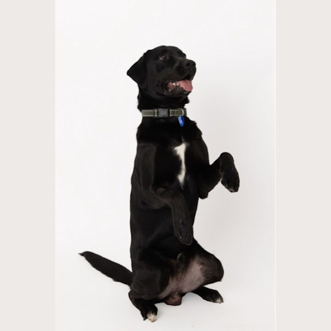 Photo of Luka   1 Year Old Labrador X (Trial)